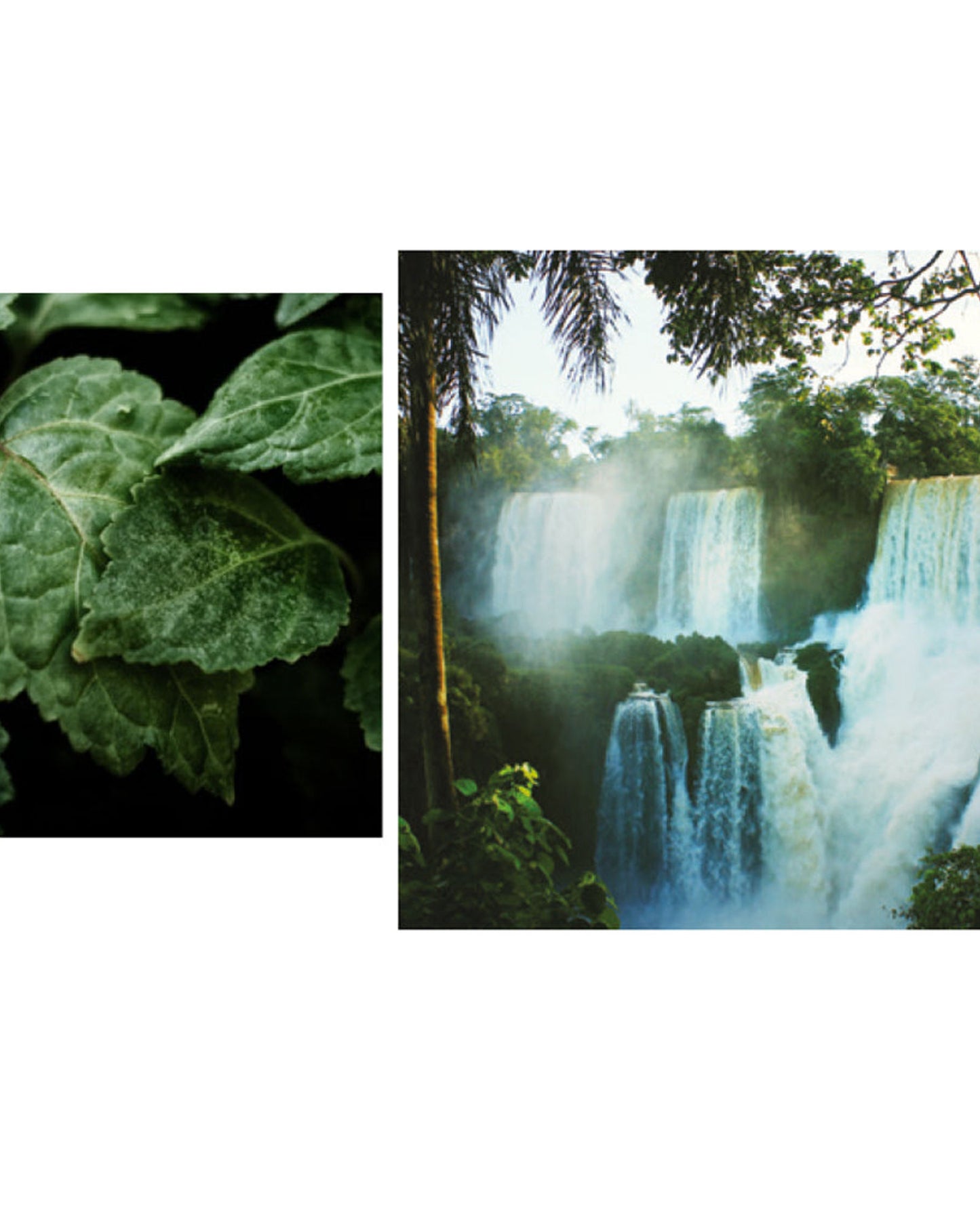 أنجيل شليسر ليه أو دو أن إنستانت أبسولو سينشوال باتشولي أو دو بارفان 100 مل بخاخ طبيعي