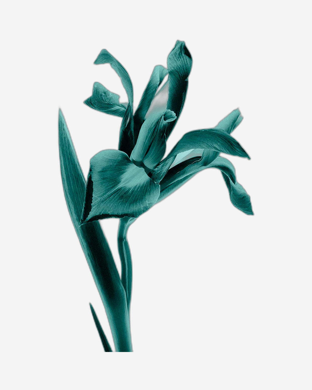 تيفاني آند كو. عطر 75 مل