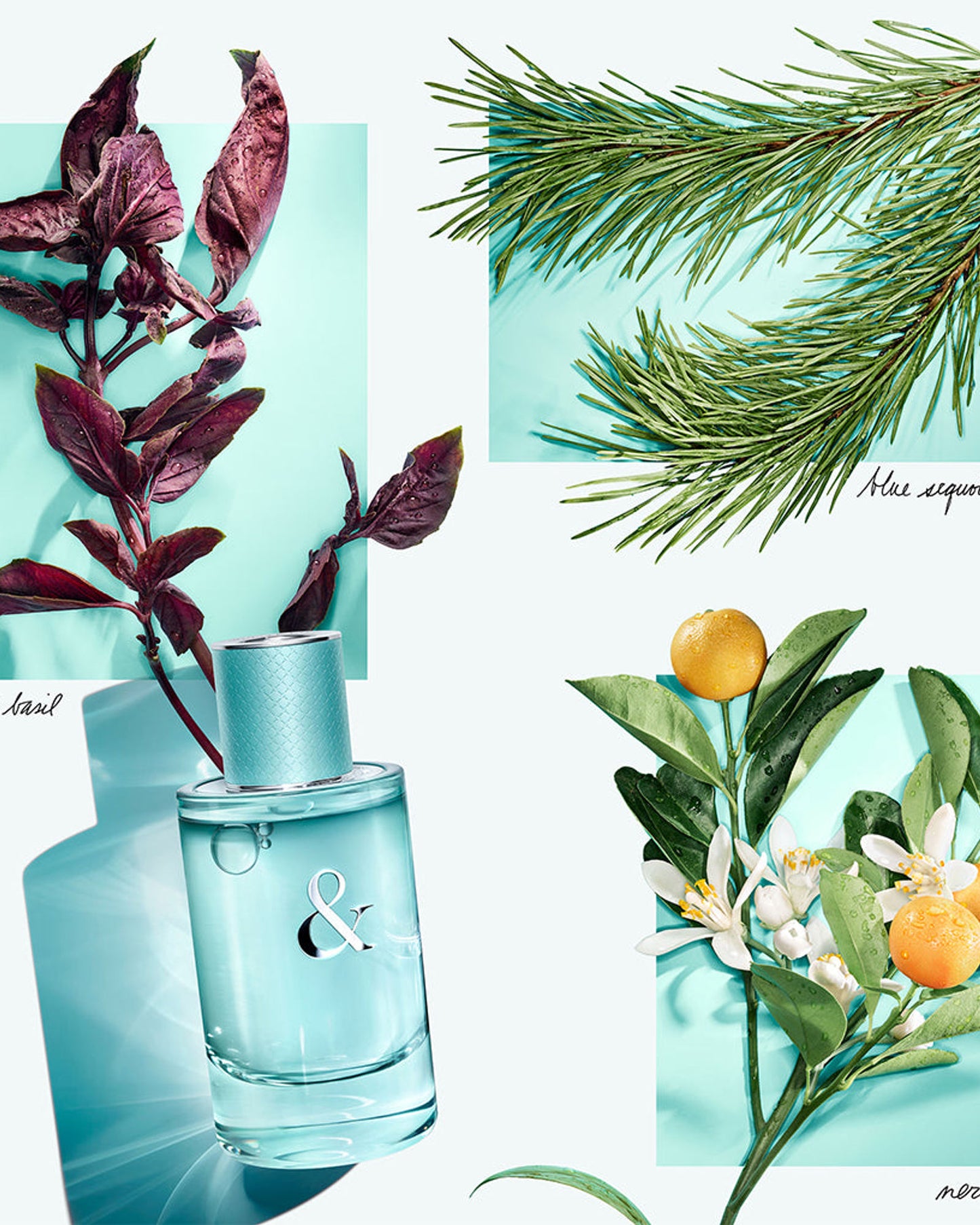 عطر تيفاني آند لوف للنساء 50 مل